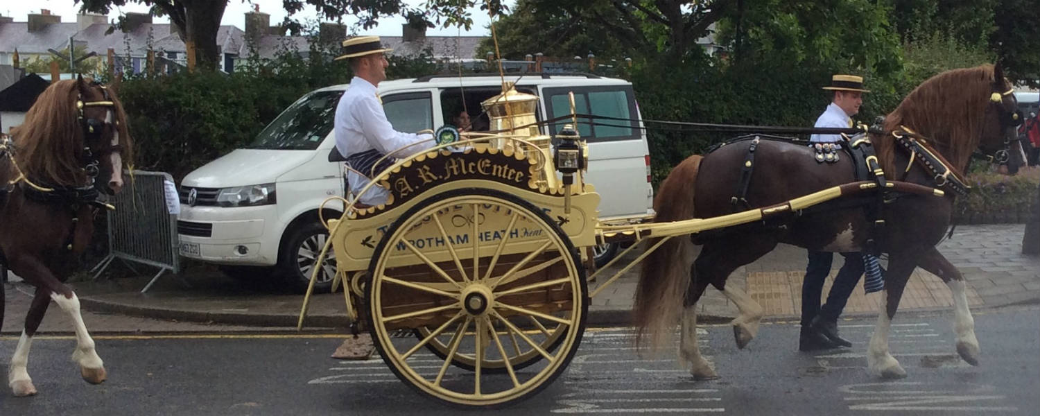 welsh cobs on road in Aberaeron